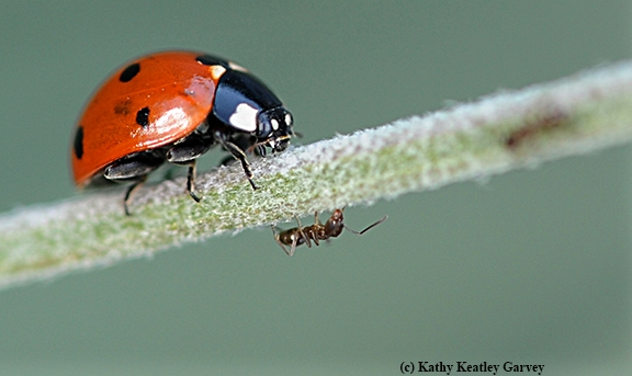 Lady beetles,commonly known as ladybugs, will be given away by the UC Statewide Integrated Pest Management Program at Briggs Hall on April 16. (Photo by Kathy Keatley Garvey)