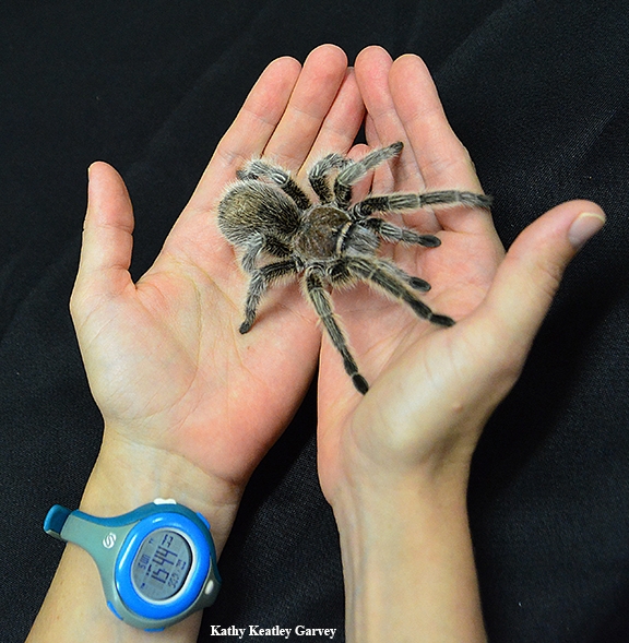 This is Peaches, a rose-haired tarantula at the Bohart Museum of Entomology. (Photo by Kathy Keatley Garvey)
