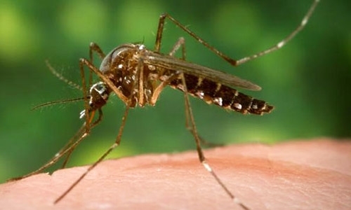 Aedes aegypti, the yellow-fever mosquito (CDC photo)