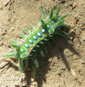 A slug caterpillar moth (Photo by Maretha van Heerden, Courtesy of Wikipedia)