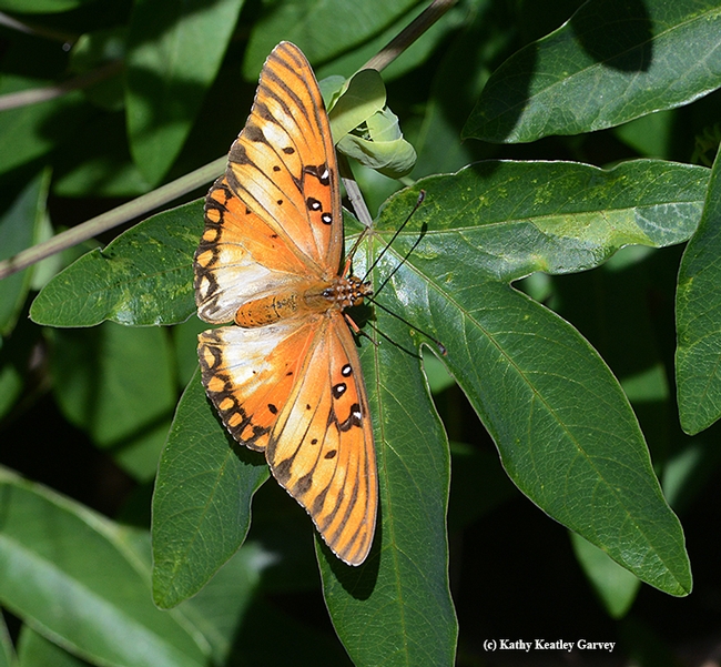 A depigmentized Gulf Fritillary laying eggs on a passionflower vine. (Photo by Kathy Keatley Garvey)