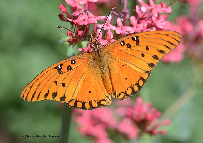 This Gulf Fritllary is nectaring on a Jupiter's Beard. (Photo by Kathy Keatley Garvey)