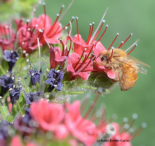 A cordovan honey bee dives head first in a tower of jewels blossom. (Photo by Kathy Keatley Garvey)
