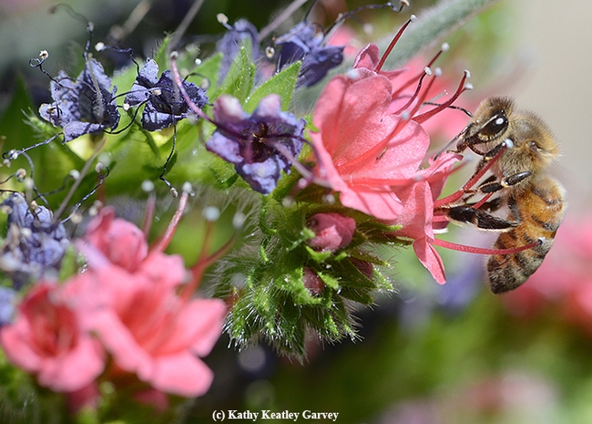 A honey bee, its tongue or proboscis extended, heads for a nectar treat. (Photo by Kathy Keatley Garvey)