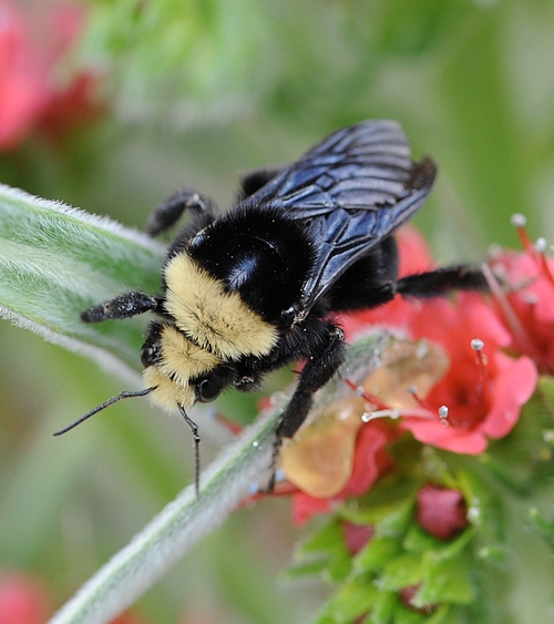 Queen Bumble Bee
