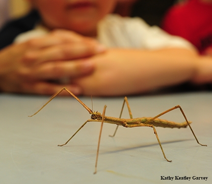 Walking sticks excite the curiosity of children and adults alike. (Photo by Kathy Keatley Garvey)