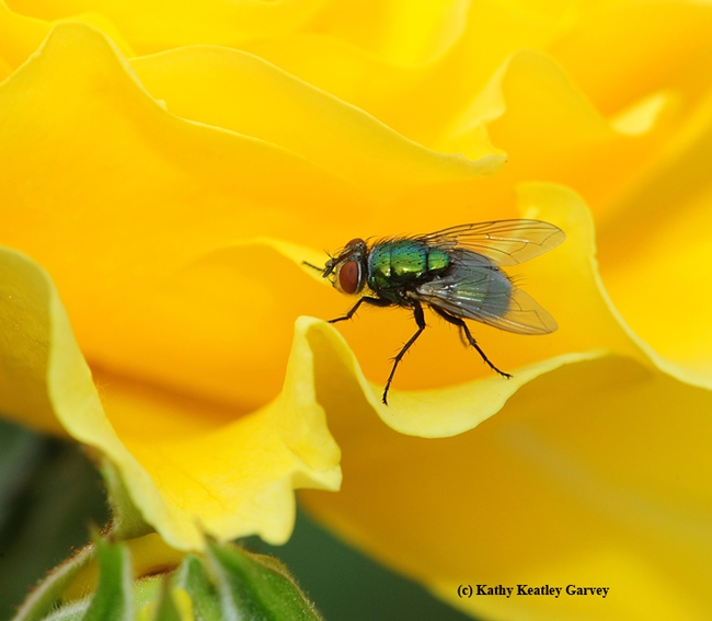 A green bottle fly cannot resist the scent of the yellow rose, 