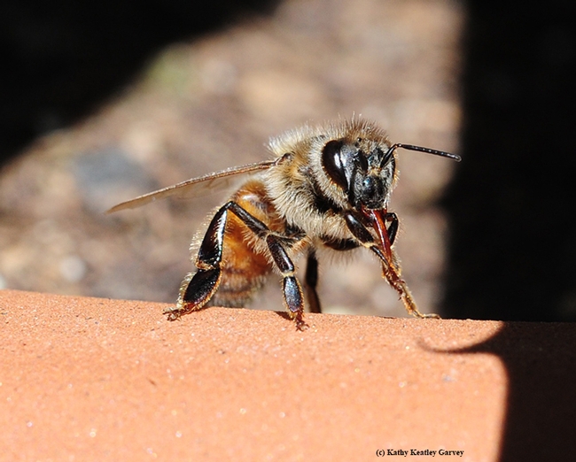 A honey bee lands on the edge of a planter and proceeds to clean her tongue (proboscis). (Photo by Kathy Keatley Garvey)