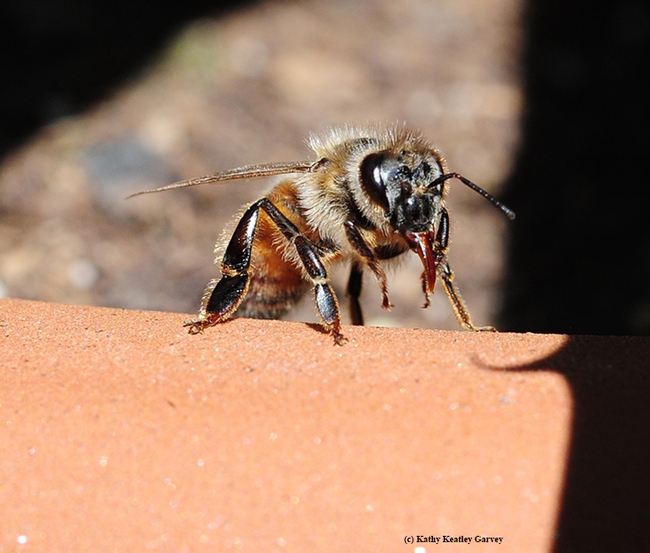 Honey bee removing the particles from her tongue so she can keep foraging. (Photo by Kathy Keatley Garvey)