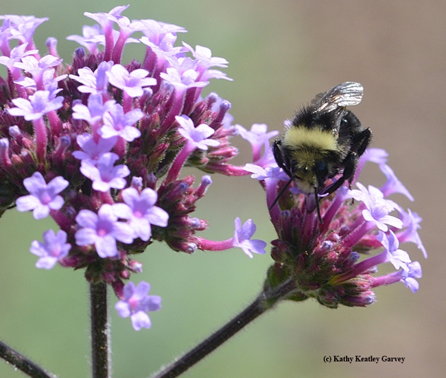 Its wings glistening, the yellow-faced bumble bee, Bombus vosnesenskii, sips nectar.(Photo by Kathy Keatley Garvey)