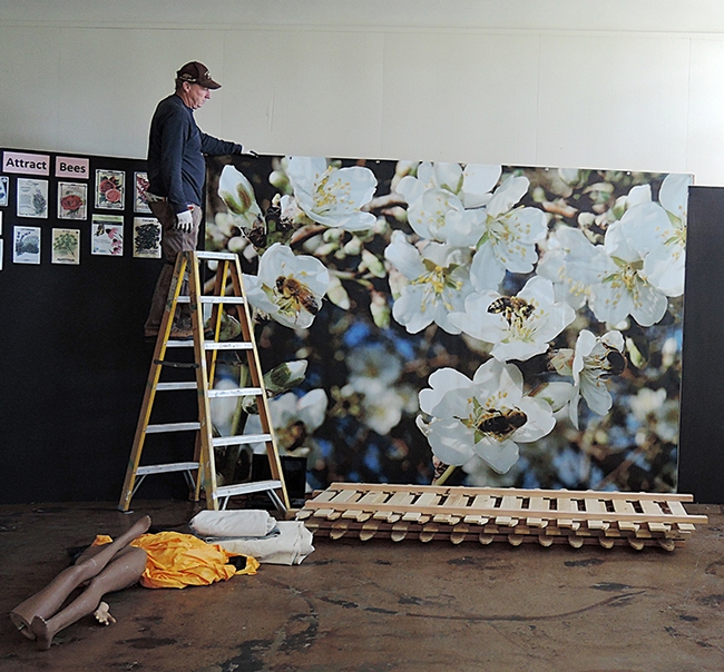 Chris Conklin, standing on a ladder in Madden Hall, looks at an image of honey bees pollinating almonds. (Photo by Kathy Keatley Garvey)
