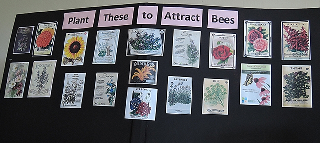 Fairgoers will learn what to plant to attract bees. This display is in Madden Hall on the Dixon May Fair grounds. (Photo by Kathy Keatley Garvey)