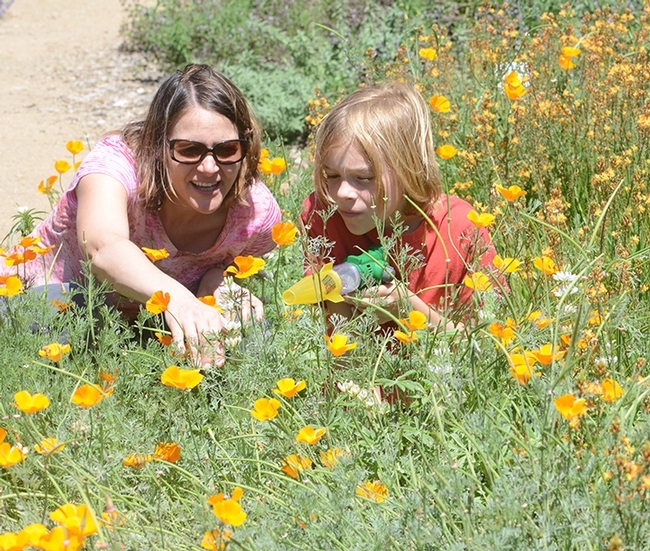 Professor Valerie Fournier shows her son, Phoenix Eaves, 9, the California golden poppies and insects in the Häagen-Dazs Honey Bee Haven. The professor is taking a sabbatical and is based in the lab of UC Davis pollination ecologist Neal Williams. (Photo by Kathy Keatley Garvey)