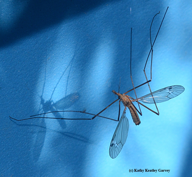 Sometimes it's an artistic sight--a crane fly and its shadow. (Photo by Kathy Keatley Garvey)
