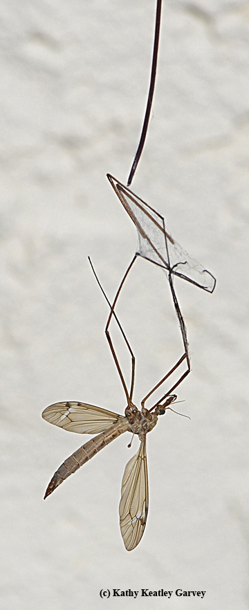 This crane fly struggles to free itself from a spider web. It did not succeed. (Photo by Kathy Keatley Garvey)