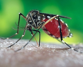 Aedes aegypti, aka yellow fever mosquito, that can transmit the Zika virus. (CDC Photo)