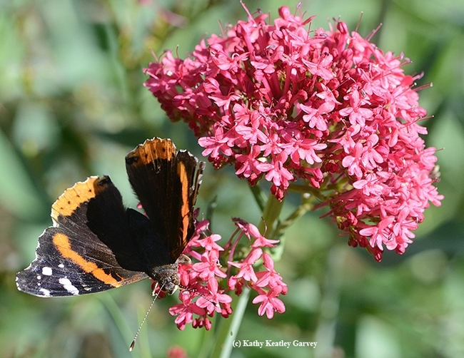 Red Admiral butterfly hesitantly spreads its wings. (Photo by Kathy Keatley Garvey)