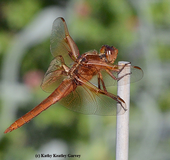 Red flameskimmer dragonfly (Libellula saturata) perches on a bamboo stake. (Photo by Kathy Keatley Garvey)