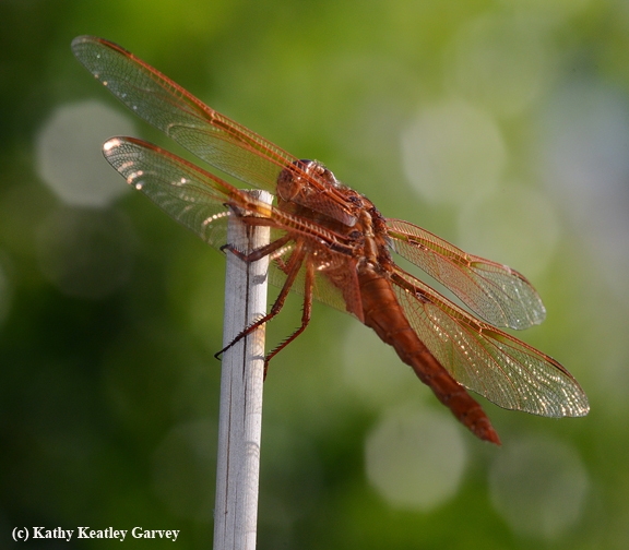 Hmm, is this my best side? Red flameskimmer dragonfly (Libellula saturata) perching on a bamboo stake. (Photo by Kathy Keatley Garvey)