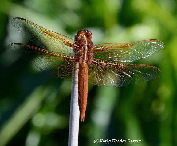 The red flameskimmer dragonfly (Libellula saturata) tries a new position. (Photo by Kathy Keatley Garvey)