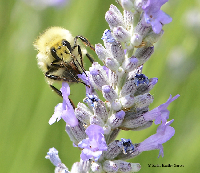 A male bumble bee, Bombus vandykei, sips nectar from a lavender blossom. (Photo by Kathy Keatley Garvey)