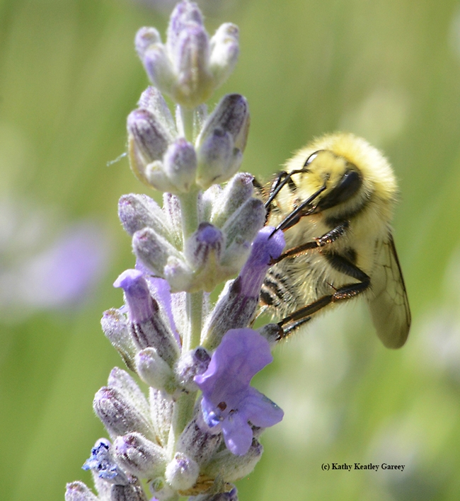 Another lavender blossom draws the attention of the male bumble bee, Bombus vandykei.  (Photo by Kathy Keatley Garvey)