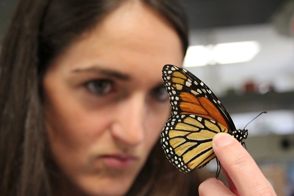 Texas A&M University biologist Christine Merlin examines a monarch. (Photo courtesy of Texas A&M University)