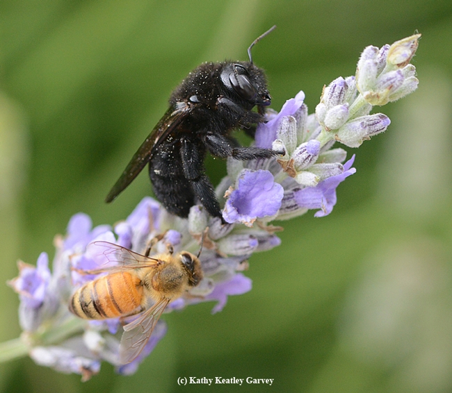 A Valley carpenter bee and a honey bee sharing the same lavender stem. (Photo by Kathy Keatley Garvey)