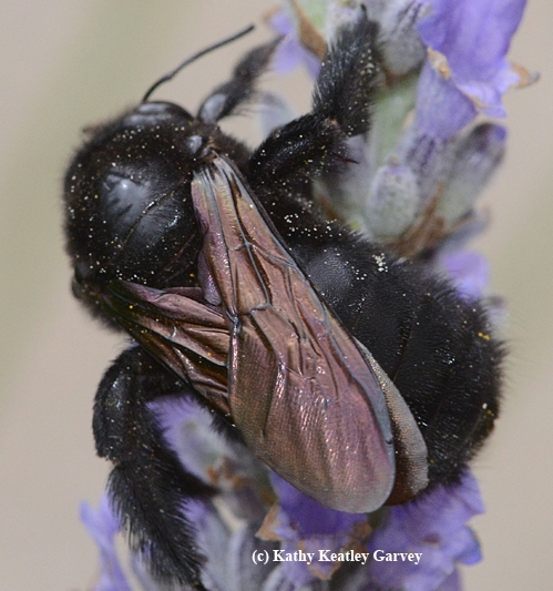 Metallic wings of a female Valley carpenter bee. (Photo by Kathy Keatley Garvey)