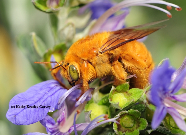 Male Valley carpenter bee, Xylocopa varipuncta, on a germander bush. (Photo by Kathy Keatley Garvey)
