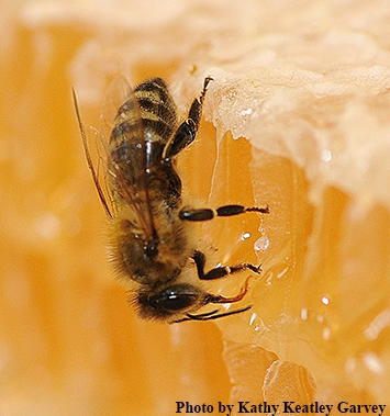 A honey bee and her honey. (Photo by Kathy Keatley Garvey)