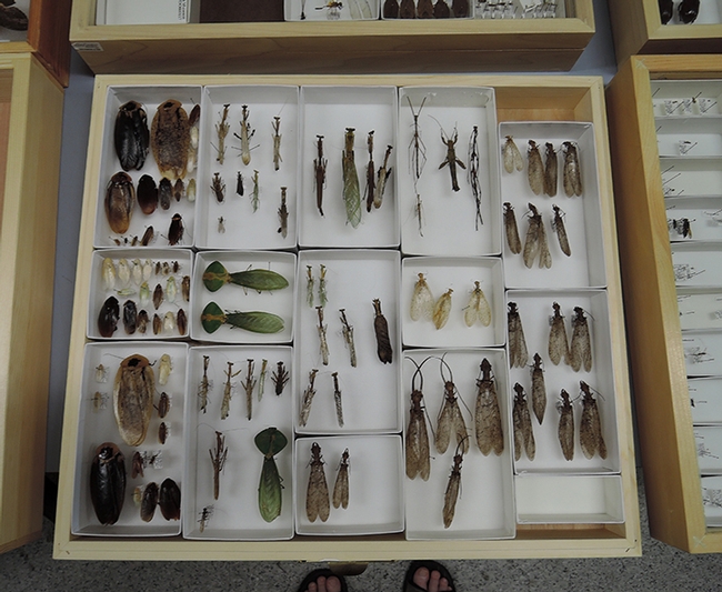 Some of the insects collected on the 2015 Bohart Museum trip to Belize. (Photo by Kathy Keatley Garvey)