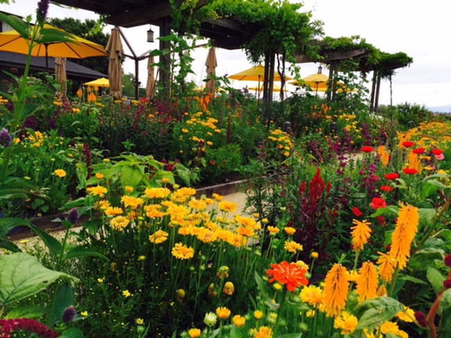 Another view of the pollinator gardens at Lynmar Estate Winery, Sebastopol. Kate Frey serves as the consultant.