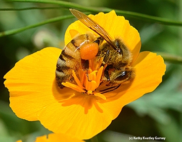 Honey bee on California golden poppy. (Photo by Kathy Keatley Garvey)