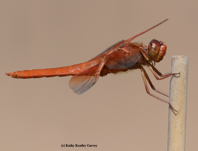 Red flameskimmer dragonfly against a solid background: a fence covered with  a shade cloth. (Photo by Kathy Keatley Garvey)
