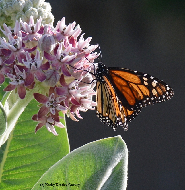 A monarch butterfly sipping nectar from a broadleaf milkweed, Asclepias speciosa. (Photo by Kathy Keatley Garvey)
