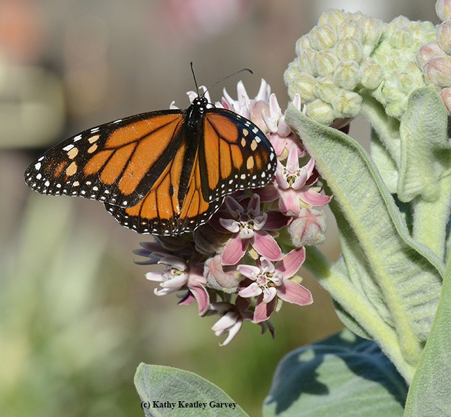 The milkweed is so named for its milky juice, consisting of a latex containing alkaloids and other complex compounds. Carl Linnaeus named the genus for the Greek god of healing, Asciepius. (Photo by Kathy Keatley Garvey)
