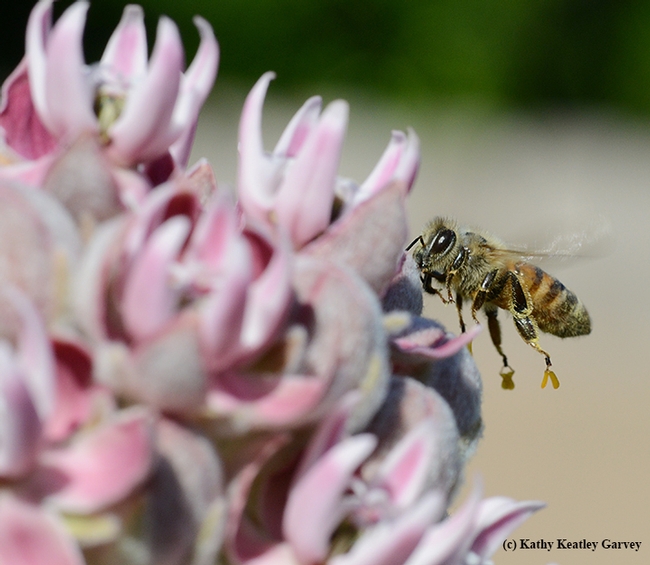 A honey bee carrying milkweed pollinia. It resembles a wishbone. (Photo by Kathy Keatley Garvey)