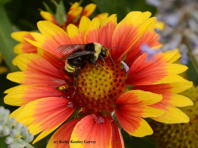 Male black-faced bumble bee, Bombus californicus, resting on a blanket flower, Gaillardia. (Photo by Kathy Keatley Garvey)