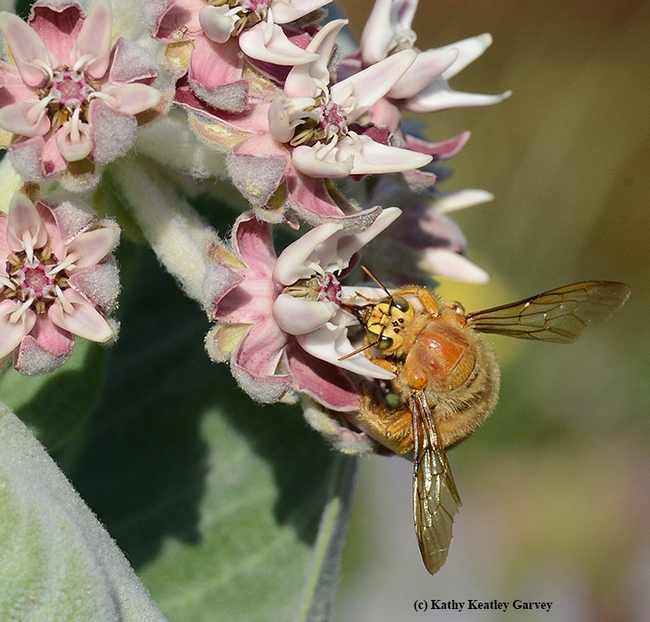 A male Valley carpenter bee, Xylocopa varipuncta, sipping nectar from a broadleaf milkweed, Asclepias speciosa. (Photo by Kathy Keatley Garvey)