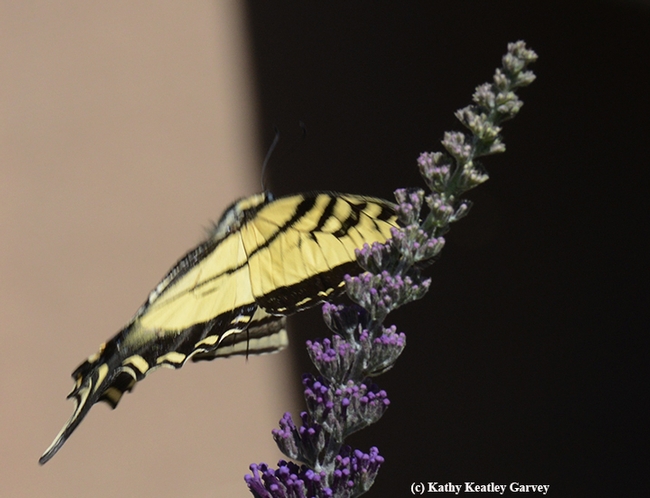 Ready for take-off: the Western tiger swallowtail prepares to leave a butterfly bush. (Photo by Kathy Keatley Garvey)