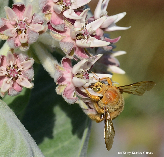 A male Valley carpenter bee, Xylocopa varipuncta, a green-eyed blond, sipping nectar from the milkweed.(Photo by Kathy Keatley Garvey)