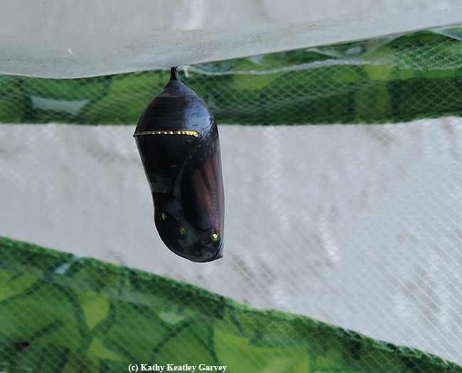 The chrysalis turned from jade green to transucent. You can see the butterfly inside, almost ready to eclose. (Photo by Kathy Keatley Garvey)