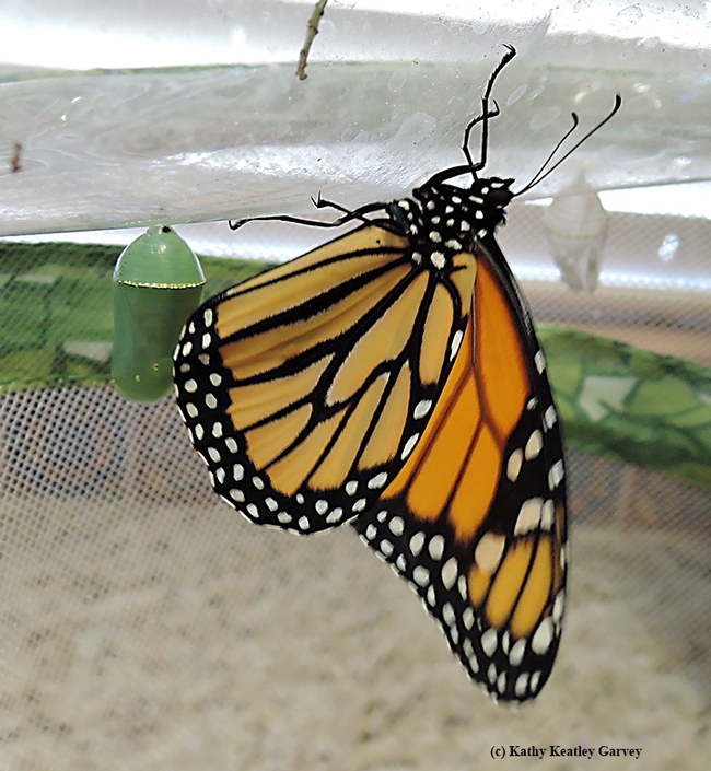 The newly emerged male monarch dries its wings. At left is the second chrysalis, which turned out to be a female. (Photo by Kathy Keatley Garvey)