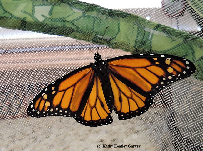 The first male monarch of the season, ready to be released. (Photo by Kathy Keatley Garvey)