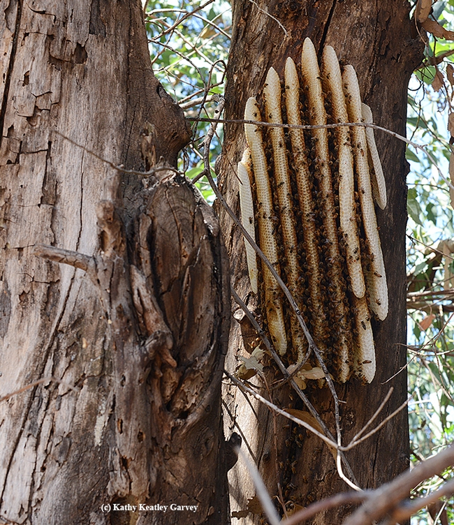 A feral honey bee colony, with exposed comb, on a Eucalyptus tree in Vacaville. (Photo by Kathy Keatley Garvey)