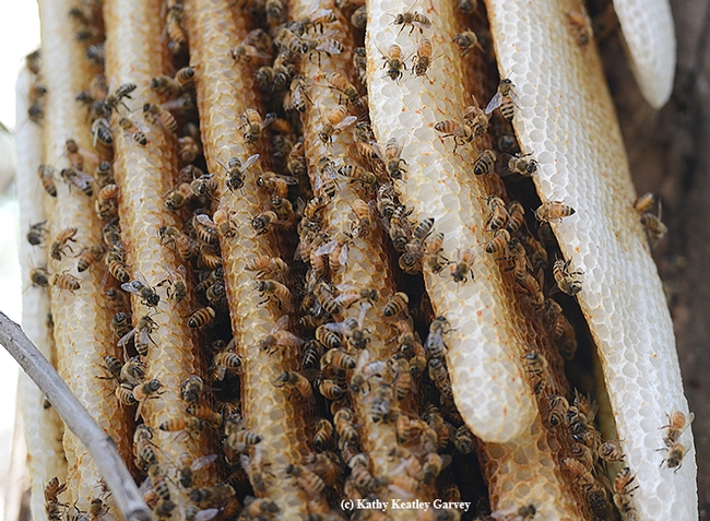 Close-up of bees in the feral colony. (Photo by Kathy Keatley Garvey)