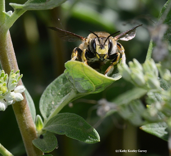 Well, hello there! This male wool carder bee eyes the photographer. (Photo by Kathy Keatley Garvey)