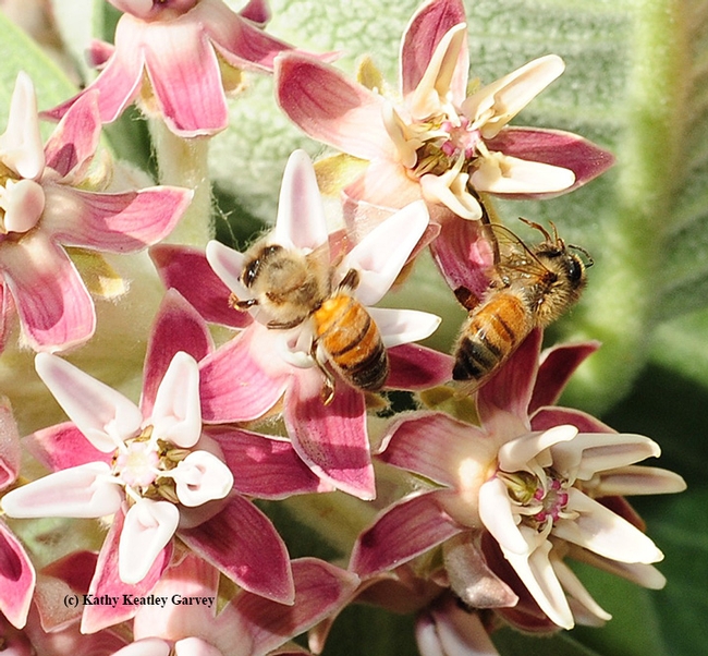 Honey bee (at right) perished when her foot got caught in the pollinia and she was unable to free herself. At left is a foraging bee. (Photo by Kathy Keatley Garvey)