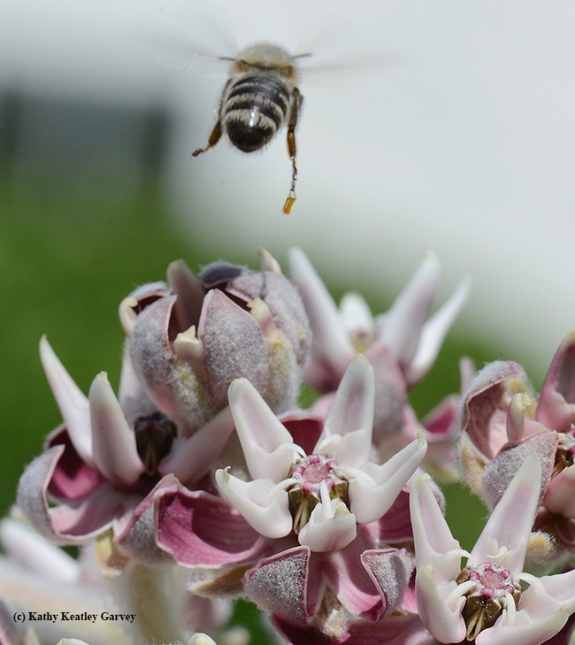 A honey bee flies off with pollinia on her leg. She returned to gather more nectar from the milkweed. (Photo by Kathy Keatley Garvey)